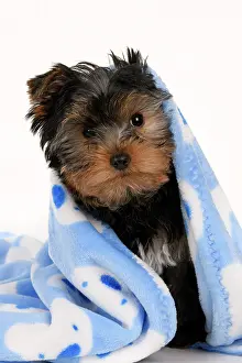 Drying: DOG. Yorkshire Terrier puppy, 13 weeks old, wrapped in a bl