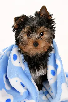Drying: DOG. Yorkshire Terrier puppy, 13 weeks old, wrapped in a bl