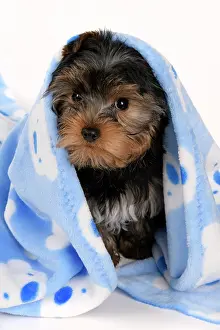 Drying: DOG. Yorkshire Terrier puppy, 13 weeks old, wrapped in a bl