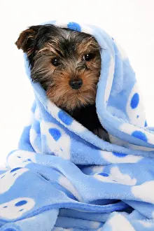Drying: DOG. Yorkshire Terrier puppy, 13 weeks old, wrapped in a bl