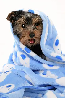Drying: DOG. Yorkshire Terrier puppy, 13 weeks old, wrapped in a bl