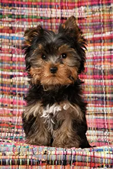 240222: DOG. Yorkshire Terrier puppy, 13 weeks old, Yorkie, on a col
