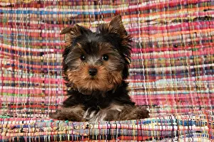 240222: DOG. Yorkshire Terrier puppy, 13 weeks old, Yorkie, on a col