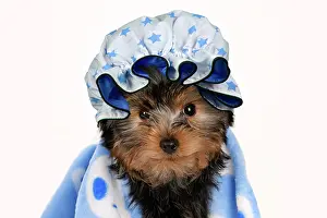 Drying: DOG. Yorkshire Terrier puppy, 13 weeks old, wrapped