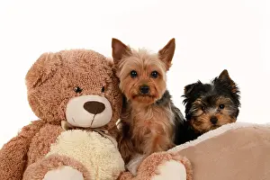 Cuddly: DOG. Yorkshire Terrier puppy, 13 weeks old puppy, and adult