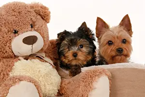Cuddly: DOG. Yorkshire Terrier puppy, 13 weeks old puppy, and adult