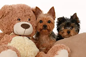 Cuddly: DOG. Yorkshire Terrier puppy, 13 weeks old puppy, and adult