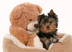 Cuddly: DOG. Yorkshire Terrier puppy, 13 weeks old sitting with a la