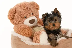 Cuddly: DOG. Yorkshire Terrier puppy, 13 weeks old sitting with a la
