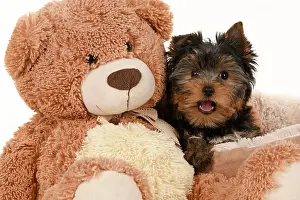 Cuddly: DOG. Yorkshire Terrier puppy, 13 weeks old sitting with a la