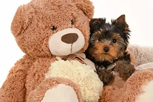 Cuddly: DOG. Yorkshire Terrier puppy, 13 weeks old sitting with a la