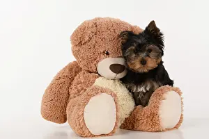 Cuddly: DOG. Yorkshire Terrier puppy, 13 weeks old sitting with a la