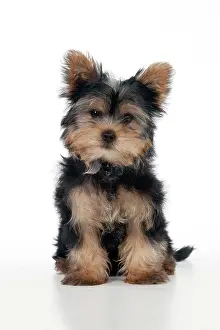 Yorkies: DOG - Yorkshire terrier puppy