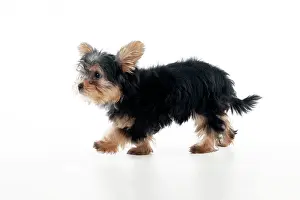 Yorkies: DOG - Yorkshire terrier puppy