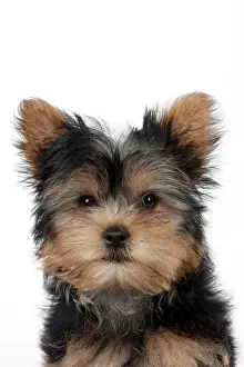 Yorkies: DOG - Yorkshire terrier puppy