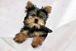 Yorkies: DOG - Yorkshire terrier puppy