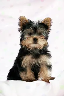 Yorkies: DOG - Yorkshire terrier puppy