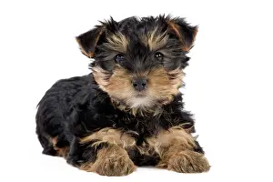 Yorkies: Dog - Yorkshire Terrier puppy