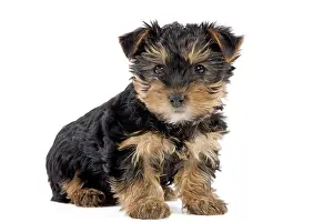 Yorkies: Dog - Yorkshire Terrier puppy
