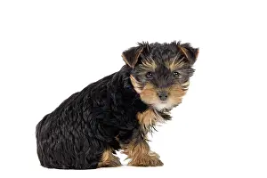 Yorkies: Dog - Yorkshire Terrier puppy