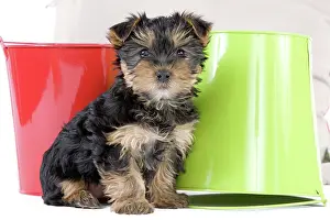 Yorkie: Dog - Yorkshire Terrier puppy