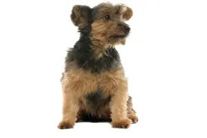 Thoughful: Dog - Yorkshire Terrier puppy