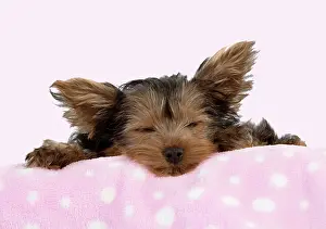 Relaxing: DOG - Yorkshire Terrier - puppy - 9 weeks old - sleeping on