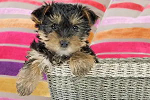 Yorkies: Dog - Yorkshire Terrier puppy - in basket