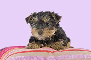 Yorkies: Dog - Yorkshire Terrier puppy - on cushion