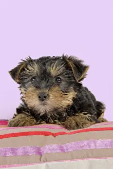 Yorkies: Dog - Yorkshire Terrier puppy - on cushion