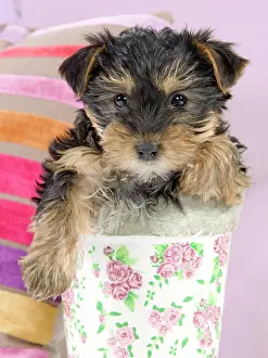 Yorkies: Dog - Yorkshire Terrier puppy - in flowerpot