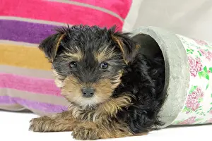 Yorkies: Dog - Yorkshire Terrier puppy - in flowerpot