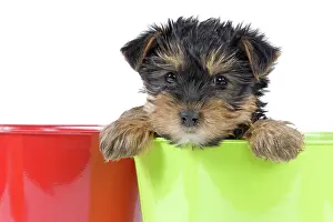 Yorkies: Dog - Yorkshire Terrier puppy - in flowerpot