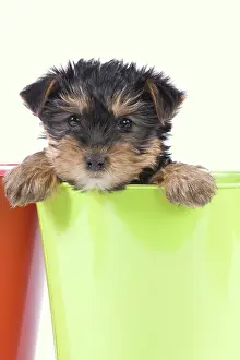 Yorkie: Dog - Yorkshire Terrier puppy - in flowerpot