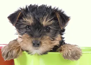 Yorkie: Dog - Yorkshire Terrier puppy - in flowerpot