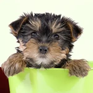 Yorkie: Dog - Yorkshire Terrier puppy - in flowerpot