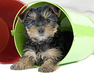 Yorkie: Dog - Yorkshire Terrier puppy - in flowerpot