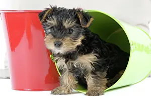 Yorkie: Dog - Yorkshire Terrier puppy - in flowerpot