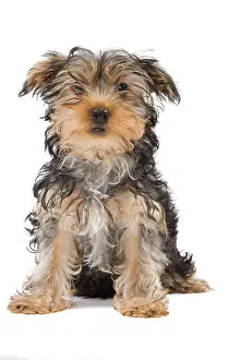 Scruffy: Dog - Yorkshire Terrier puppy sitting in studio