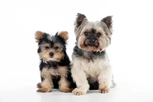 Yorkies: DOG - Yorkshire terrier puppy sitting next to yorkshire