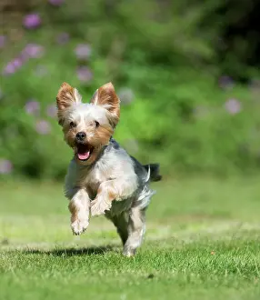Yorkies: DOG - Yorkshire terrier running in garden