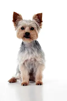 Yorkies: DOG - Yorkshire terrier sitting