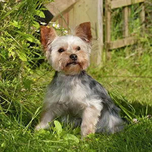 Yorkies: DOG - Yorkshire terrier sitting in garden