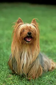 Scruffy: DOG, Yorkshire Terrier - sitting on grass
