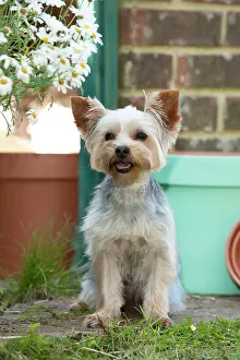 Yorkies: DOG - Yorkshire terrier sitting by plant pots