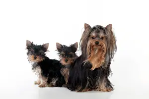 Yorkies: DOG - Yorkshire terrier sitting with two yorkshire