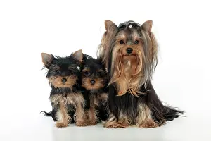 Yorkies: DOG - Yorkshire terrier sitting with two yorkshire