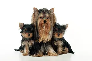 Yorkies: DOG - Yorkshire terrier sitting with two yorkshire