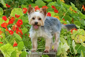 Yorkies: DOG - Yorkshire terrier standing on edge of plant box