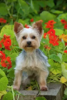Yorkies: DOG - Yorkshire terrier standing on edge of plant box